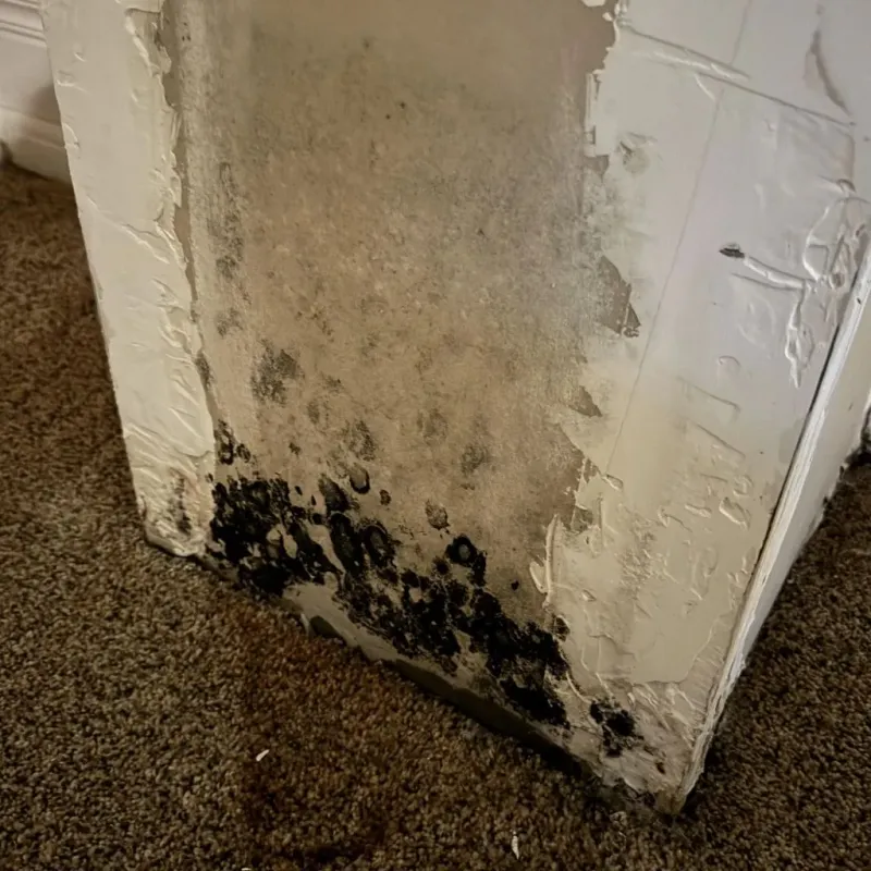 Professional Mold Removal in Victorville, CA